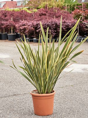 Phormium tenax 'Brown Sugar', Busch (100-140), im 31cm Topf, Hhe 120cm, Breite 75cm