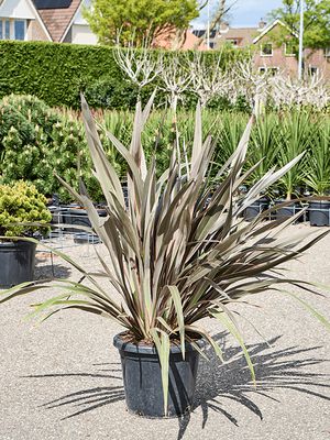 Phormium tenax 'Pink Stripe', Busch (120-150), im 40cm Topf, Hhe 135cm, Breite 110cm