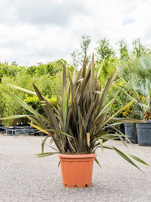 Phormium tenax 'Purpureum'(120-160), Busch, im 40cm Topf, Hhe 140cm, Breite 85cm