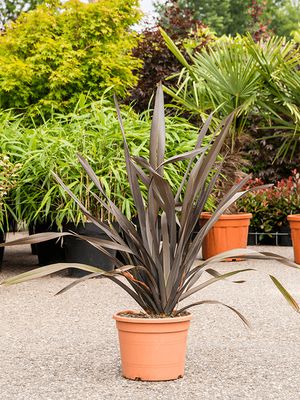 Phormium tenax 'Purpureum', Busch, im 28cm Topf, Hhe 100cm, Breite 80cm