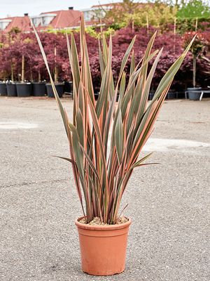 Phormium tenax 'Rainbow Queen', Busch (90-130), im 31cm Topf, Hhe 110cm, Breite 75cm