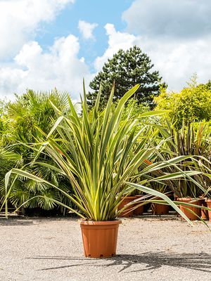 Phormium tenax 'Variegatum' (120-160), Busch, im 40cm Topf, Hhe 140cm, Breite 75cm