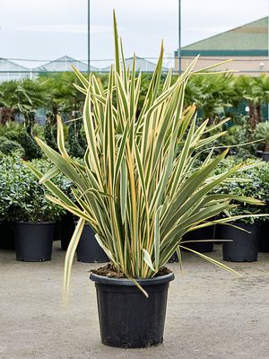 Phormium tenax 'Variegatum' (130-160), Busch, im 40cm Topf, Hhe 145cm, Breite 110cm