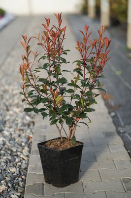 Photinia Carre Rouge, Glanzmispel, 5 Liter, 2jährig Photinia Carre Rouge, Glanzmispel, 5 Liter, 2jährig