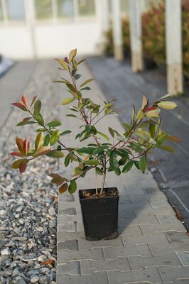Photinia Red Robin, Glanzmispel, 5 Liter, 2jährig Photinia Red Robin, Glanzmispel, 5 Liter, 2jährig