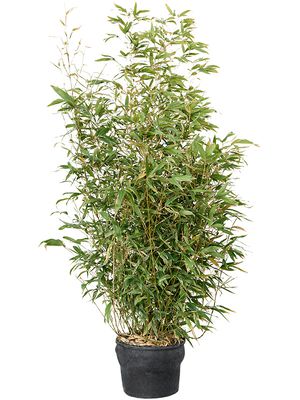 Phyllostachys aurea, Busch, im 26cm Topf, Hhe 145cm, Breite 55cm