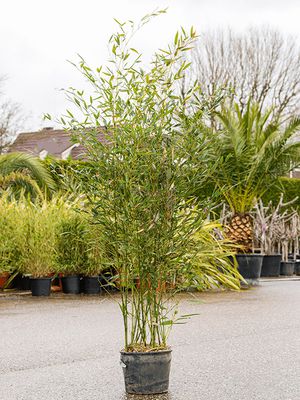 Phyllostachys bissetii, Busch, im 28cm Topf, Hhe 150cm, Breite 45cm