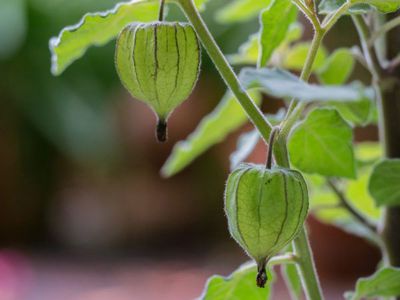 Physalis berwintern - lange Freude an der Andenbeere