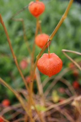 Alkekengi officinarum (syn. Physalis alkekengi variett franchetii) 'Gigantea'