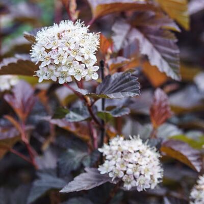 Physocarpus 'Lady in Red', Blasenspiere, XXL Gehlze Hinrichs