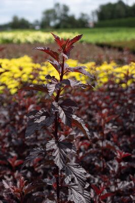 Physocarpus opulifolius 'Fireside', XXL Gehlze Hinrichs