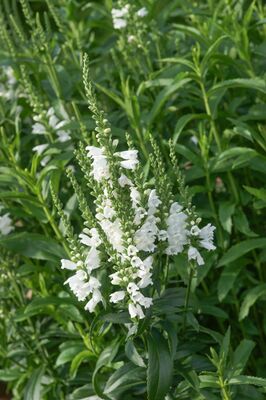 Physostegia virginiana Alba, Gelenkblume, weiss