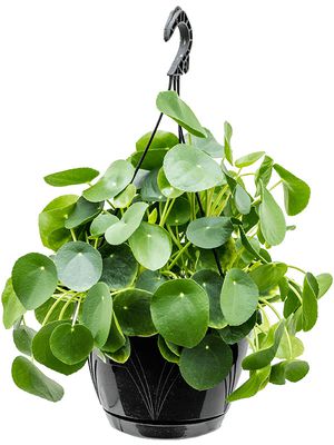 Pilea peperomioides, Ranker, im 22cm Topf, Hhe 30cm, Breite 35cm