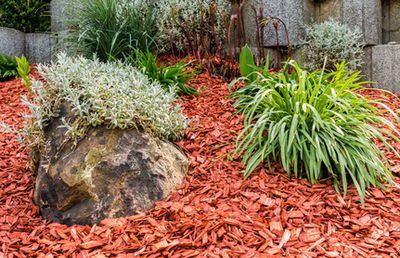 Pinienrinde, Pinienmulch: Grob oder fein? Vor- und Nachteile im Vergleich zum Rindenmulch