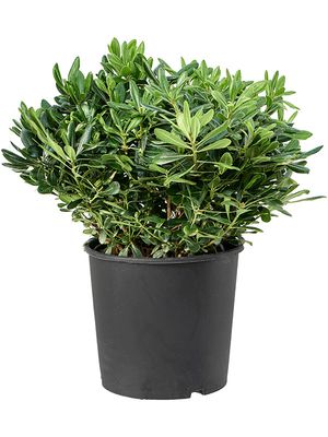 Pittosporum tobira, Busch, im 35cm Topf, Hhe 90cm, Breite 50cm