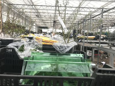 Topf und Plastik in der Pflanzenproduktion und im Pflanzenversand