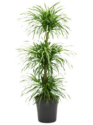 Pleomele (Dracaena) 'Anita', Stamm etage, im 24cm Topf, Hhe 110cm, Breite 35cm