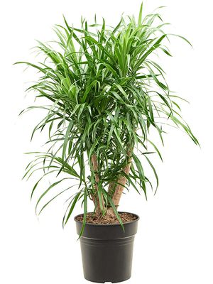 Pleomele (Dracaena) 'Anita', Verzweigt, im 21cm Topf, Hhe 80cm, Breite 30cm