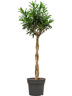 Pleomele (Dracaena) reflexa 'Song of Jamaica', Stamm geflochten, im 38cm Topf, Hhe 170cm, Breite 70cm