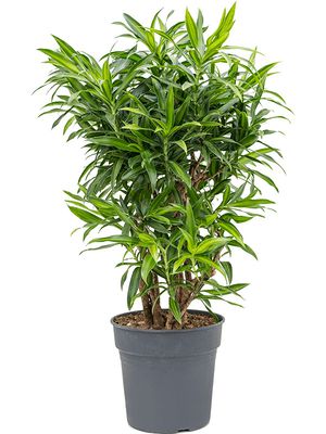 Pleomele (Dracaena) reflexa 'Song of Jamaica', Verzweigt, im 27cm Topf, Hhe 100cm, Breite 55cm