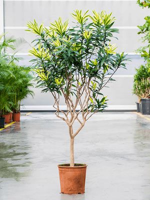 Pleomele (Dracaena) reflexa 'Song of Sri Lanka', Verzweigt, im 34cm Topf, Höhe 120cm, Breite 60cm Pleomele (Dracaena) reflexa 'Song of Sri Lanka', Verzweigt, im 34cm Topf, Höhe 120cm, Breite 60cm