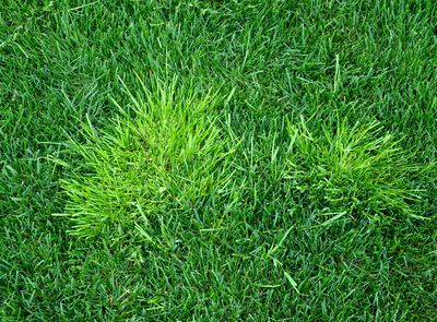 Poa annua bekämpfen – Zeitpunkt, Anleitung und Tipps