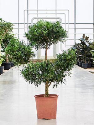 Podocarpus macrophyllus (120-130), Verzweigt/Multi Krone, im 30cm Topf, Hhe 120cm, Breite 80cm