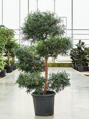 Podocarpus macrophyllus (140-160), Verzweigt/Multi Krone, im 34cm Topf, Hhe 150cm, Breite 90cm