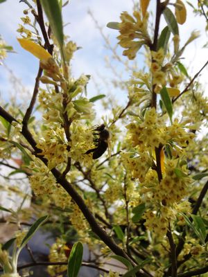 gelbe Blüte mit einer Biene gelbe Blüte mit einer Biene