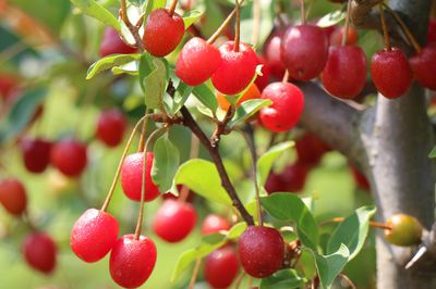 Vielblütige Ölweide Pointilla 'Cherrific' - die Powerbeere im Frühsommer