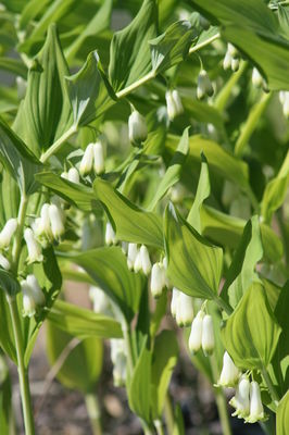 Polygonatum multiflorum