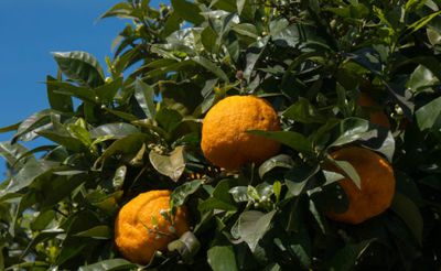 Citrus aurantium - Bitterorange und goldener Zitrus