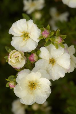 Fingerstrauch Potentilla fruticosa Double Punch Cream