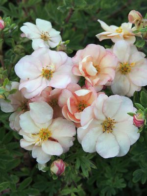 Fingerstrauch Potentilla fruticosa Double Punch Pastel