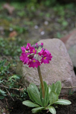 Primula denticulata 'Rubin'