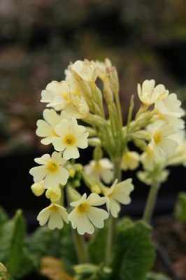 Primula elatior (Wildform)