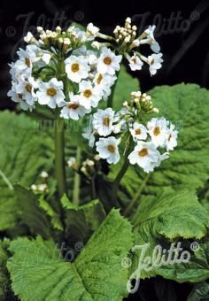 Primula japonica Alba, Staude, Pppel
