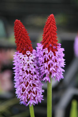 Primula vialii