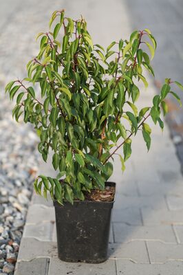Prunus lusitanica, Portugiesischer Kirschlorbeer, 5 Liter, 2jährig Prunus lusitanica, Portugiesischer Kirschlorbeer, 5 Liter, 2jährig