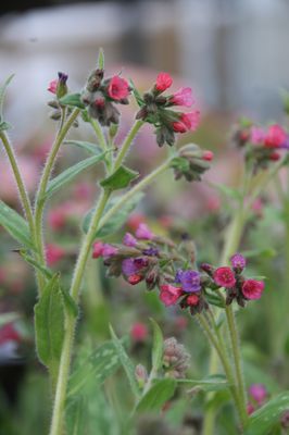 Pulmonaria longifolia 'Raspberry Splash'