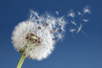 Unkraut im Rasen: Rasenunkräuter bestimmen, erkennen