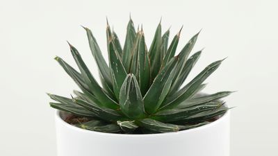 Agave Pflege & Standort