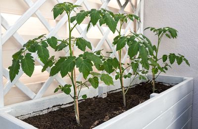 Tomaten Rankhilfe bauen – Anleitung zum Selbermachen