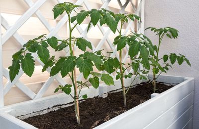 Tomaten Rankhilfe bauen &#8211; Anleitung zum Selbermachen