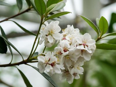 Rhaphiolepsis - der Traubenapfel mit weiß-rosa Blüten