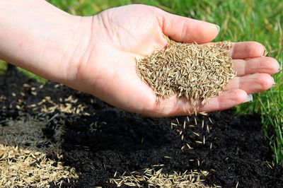 Rasen nachsäen – wann und wie wird´s richtig gemacht?