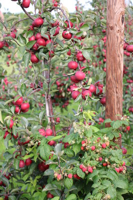 Redlove Era und Himbeeren als Permakultur