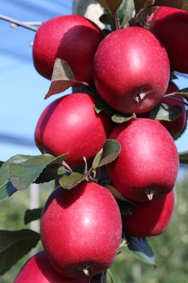 Rotfleischiger Apfel Redlove Kohlhaas