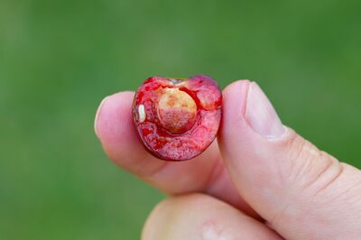 >Kirschfruchtfliege: Warum Kirschen im Garten so oft madig werden