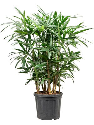 Rhapis excelsa (100-140), Tuff, im 33cm Topf, Hhe 120cm, Breite 65cm